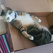 T.j joined the competition — help win amazing prizes! cat, tabby, cardboard_box, indoor, floor, striped_rug, curious, green_eyes, white_paws, white_chest, relaxed, pet, feline, looking_up, home, cozy, animal, domestic_cat, sitting, playful