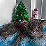 Luna is registered to the contest to win money with this photo: cat, gray_cat, christmas_sweater, tinsel, holiday_decorations, christmas_tree, snowman, indoor, pet, festive, blue_surface, cute, relaxed, feline, whiskers, green_eyes, holiday, winter, cozy, decor