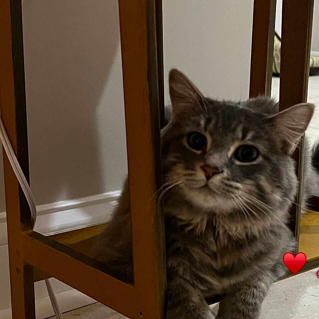 Luna is registered to the contest to win money with this photo: animal, cat, chair, closeup, curious, cute, feline, floor, fluffy, gray_cat, heart_emoji, home, indoor, looking, paws, pet, relaxed, resting, shadow, wooden_chair