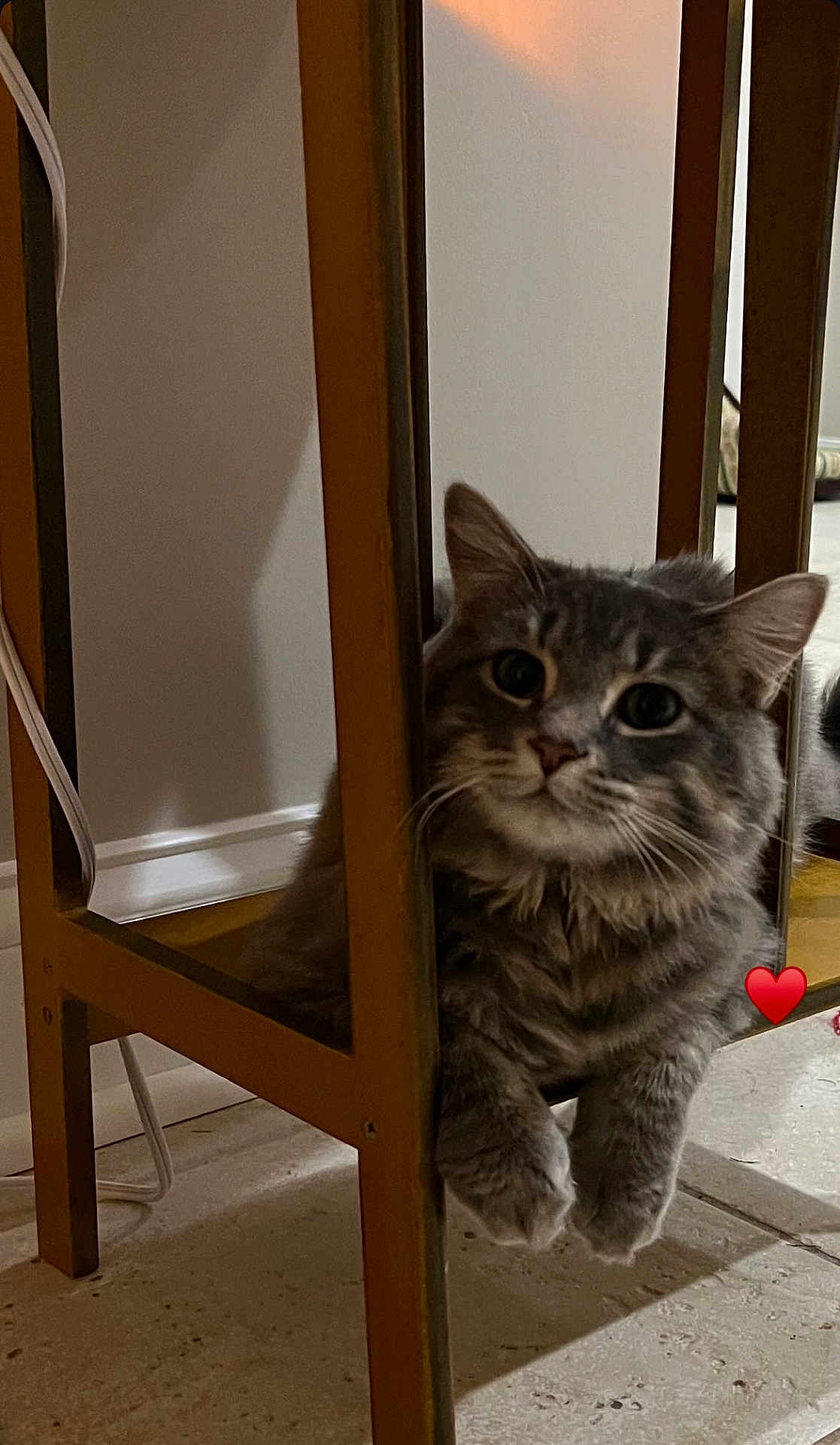 Luna is registered to the contest to win money with this photo: cat, gray_cat, fluffy, chair, wooden_chair, indoor, floor, curious, pet, animal, paws, cute, feline, home, relaxed, resting, looking, closeup, shadow, heart_emoji