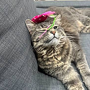 Luna joined the competition — help win amazing prizes! cat, gray_tabby, feline, pet, indoor, couch, fabric, toy, string, playful, winking, fur, whiskers, relaxed, animal, mammal, cute, cozy, resting, closeup