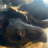 Tokyo participe au concours pour gagner de l'argent avec cette photo : animal, black_dog, blanket, canine, close_up, comfort, cozy, cute, dog, domestic_animal, fur, indoors, lying_down, pet, portrait, relaxing, resting, sleepy, soft_light, warm