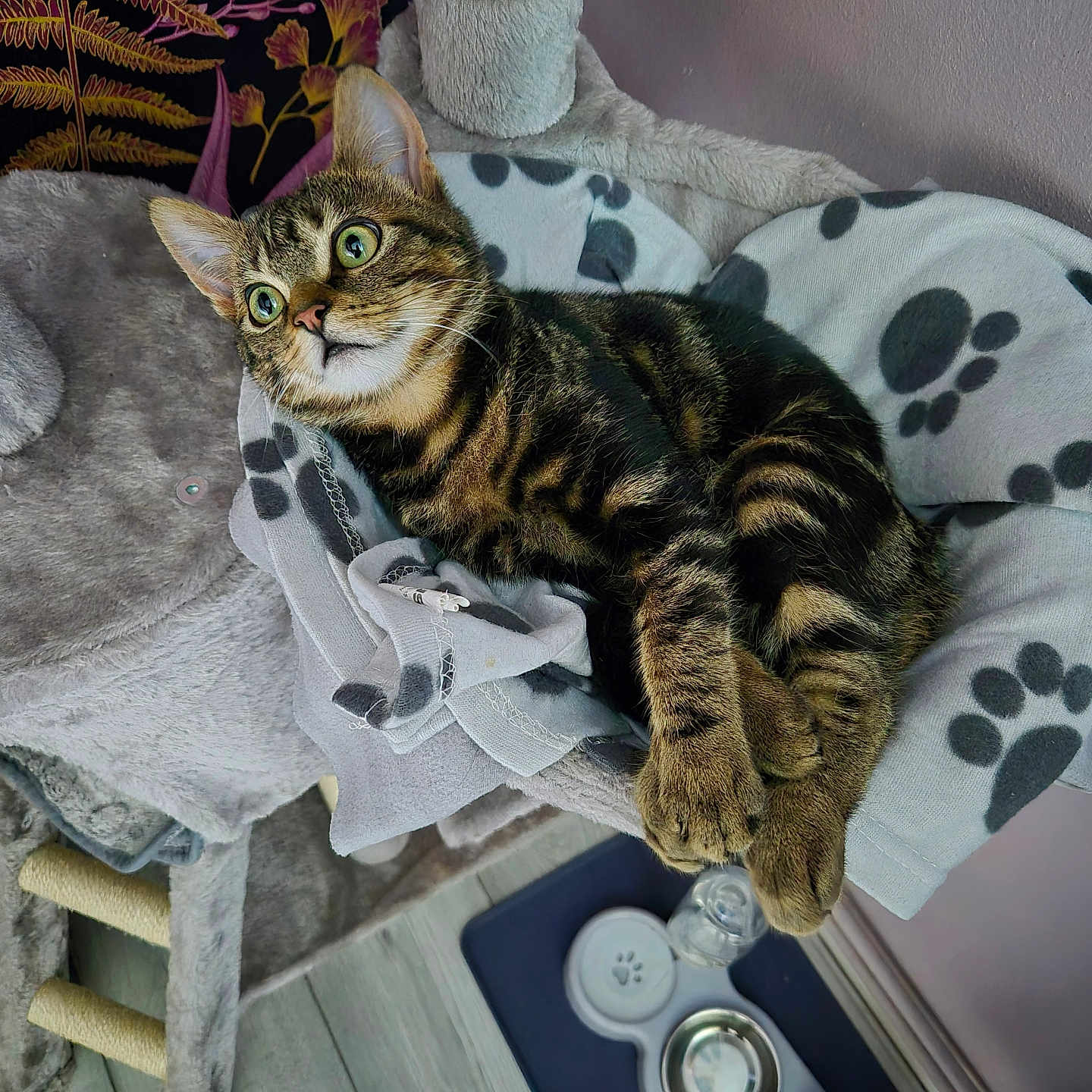Hugo joined the competition — help win amazing prizes! abyssinian, animal, architecture, blanket, building, cat, chair, couch, cushion, electronics, furniture, homedecor, indoors, kitten, livingroom, manx, pet, room, table, wood