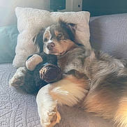 Uria participe au concours pour gagner de l'argent avec cette photo : dog, stuffed_toy, pillow, bedspread, quilted, relaxing, indoor, pet, fur, canine, cozy, resting, comfort, home, animal, cute, light, snuggle, toy, laying_down