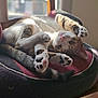 animal, cat, chair, cozy, cushion, cute, daylight, feline, indoor, paws, pet, relaxed, resting, soft_light, sunlight, tabby, upside_down, white_fur, window, wooden_furniture