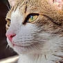 Viggo participe au concours pour gagner de l'argent avec cette photo : animal, background_blur, calm, cat, close_up, cute, domestic_cat, ears, feline, focused, fur, green_eyes, indoor, muzzle, pet, pink_nose, portrait, profile, soft_light, whiskers