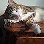 Viggo participe au concours pour gagner de l'argent avec cette photo : animal, cat, close_up, cozy, cute, feline, fur, indoor, nap, paw, peaceful, pet, pink_nose, relaxed, resting, sleeping, soft_light, tabby, whiskers, wooden_table