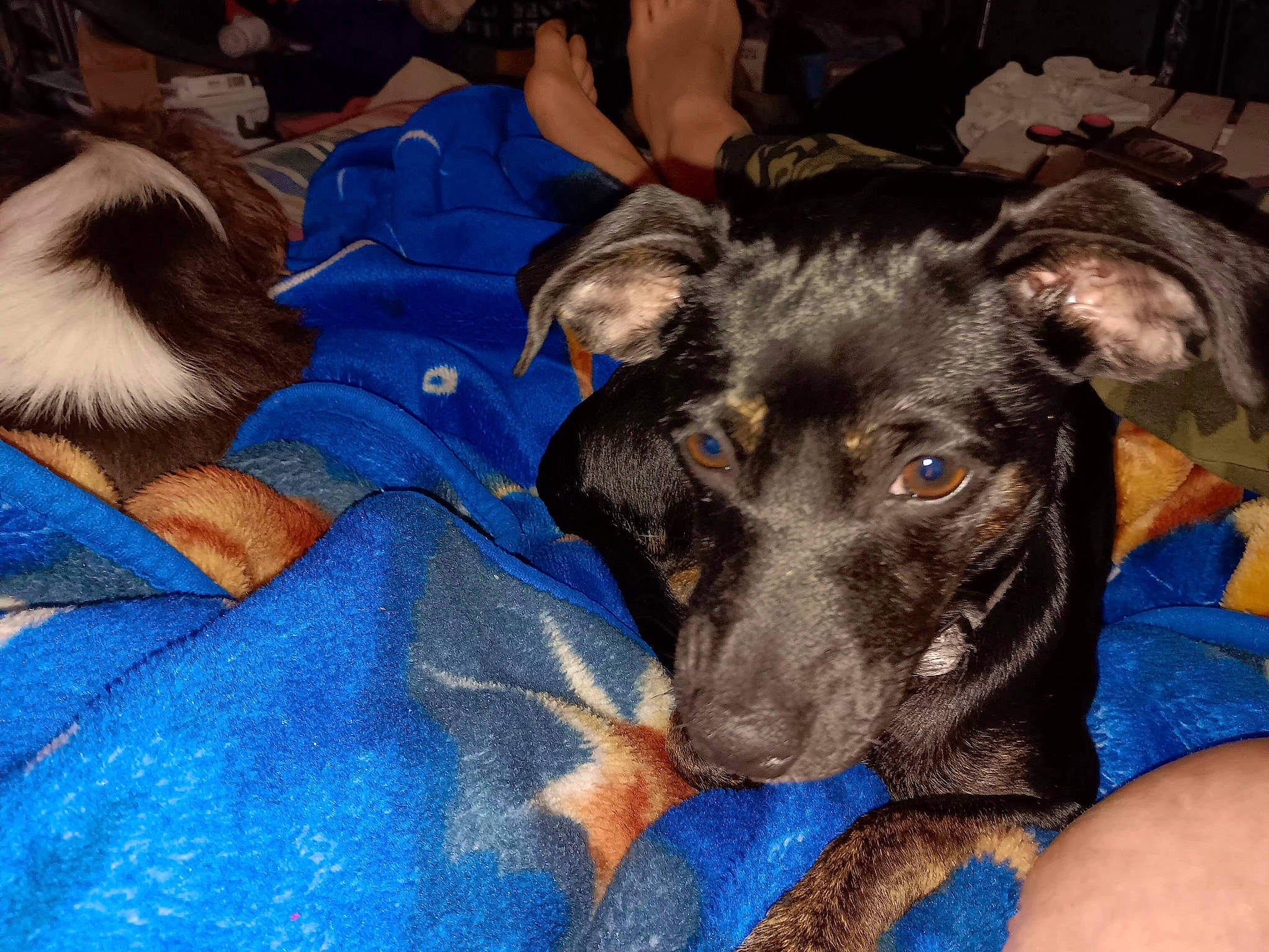 Honey joined the competition — help win amazing prizes! blue, canidae, carnivore, chair, comfort, companion_dog, dog, dog_breed, electric_blue, fawn, fur, guard_dog, non_sporting_group, snout, sporting_group, terrestrial_animal, whiskers, working_animal