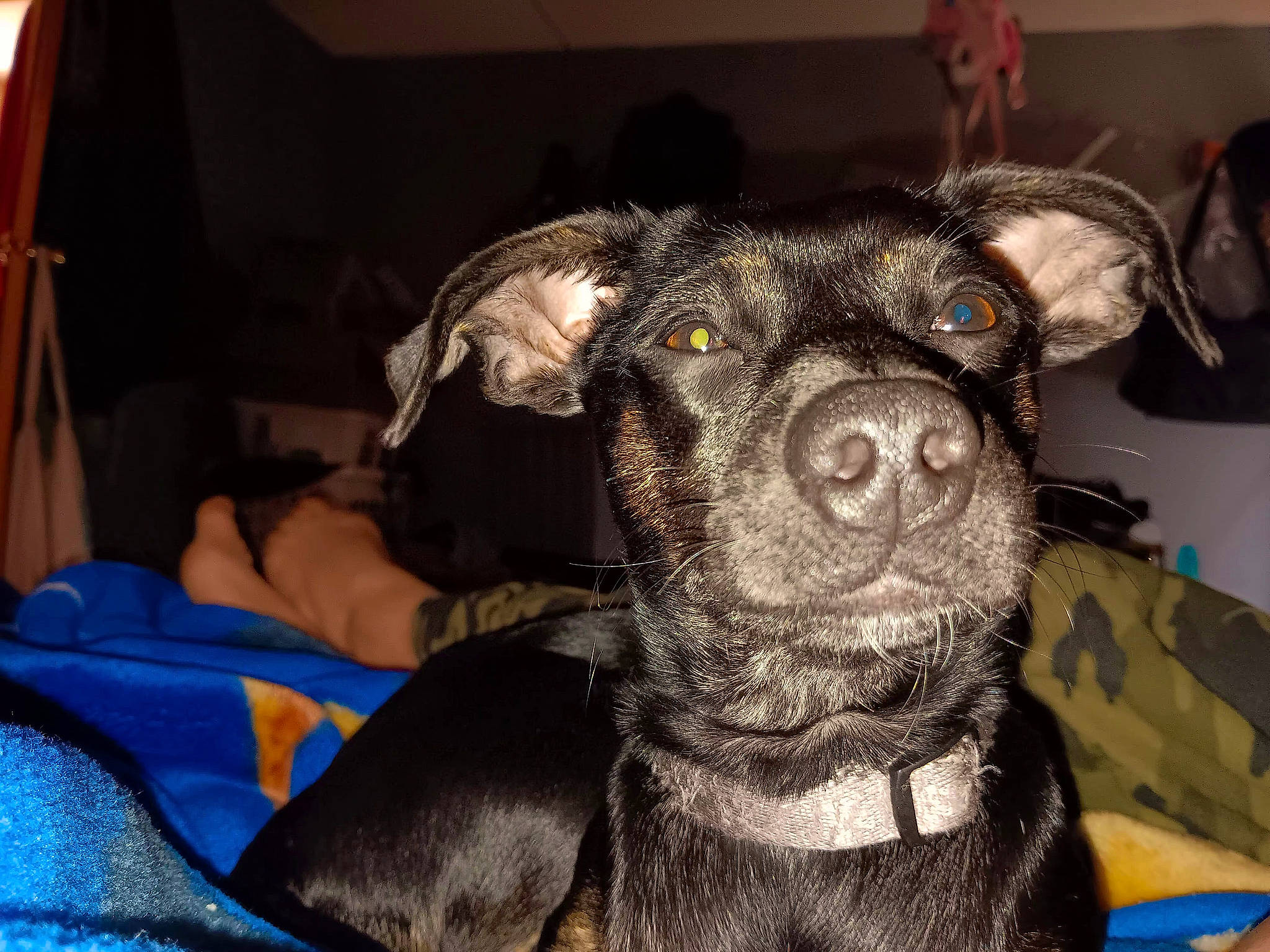 Honey joined the competition — help win amazing prizes! borador, canidae, carnivore, collar, comfort, companion_dog, dog, dog_breed, dog_collar, ear, fawn, fur, guard_dog, non_sporting_group, snout, sporting_group, toy_dog, whiskers, working_animal, working_dog