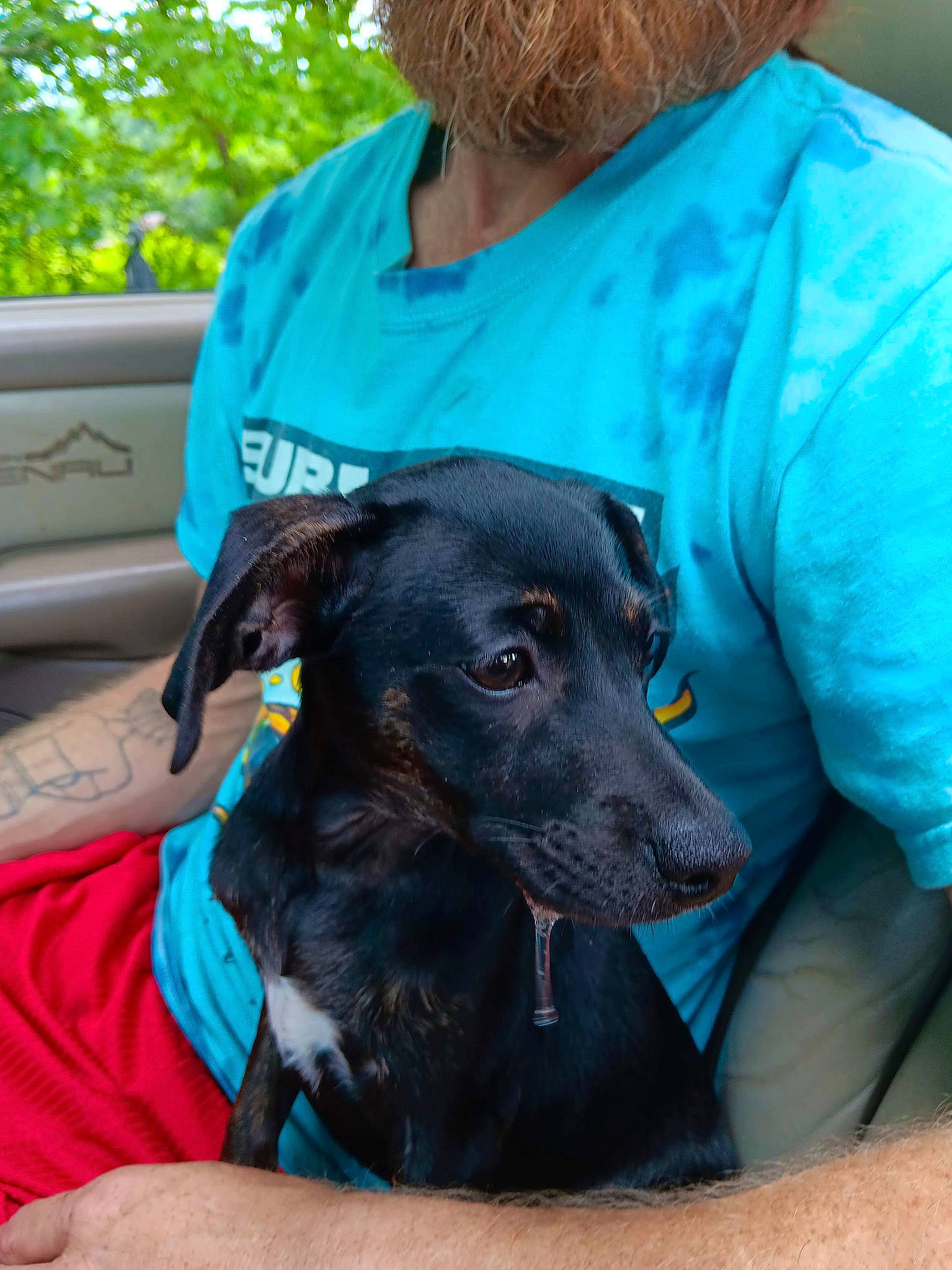 Honey is registered to the contest to win money with this photo: canidae, carnivore, companion_dog, dog, dog_breed, dog_collar, ear, electric_blue, fawn, fur, grass, green, guard_dog, happy, leisure, sleeve, snout, sporting_group, t_shirt, working_animal