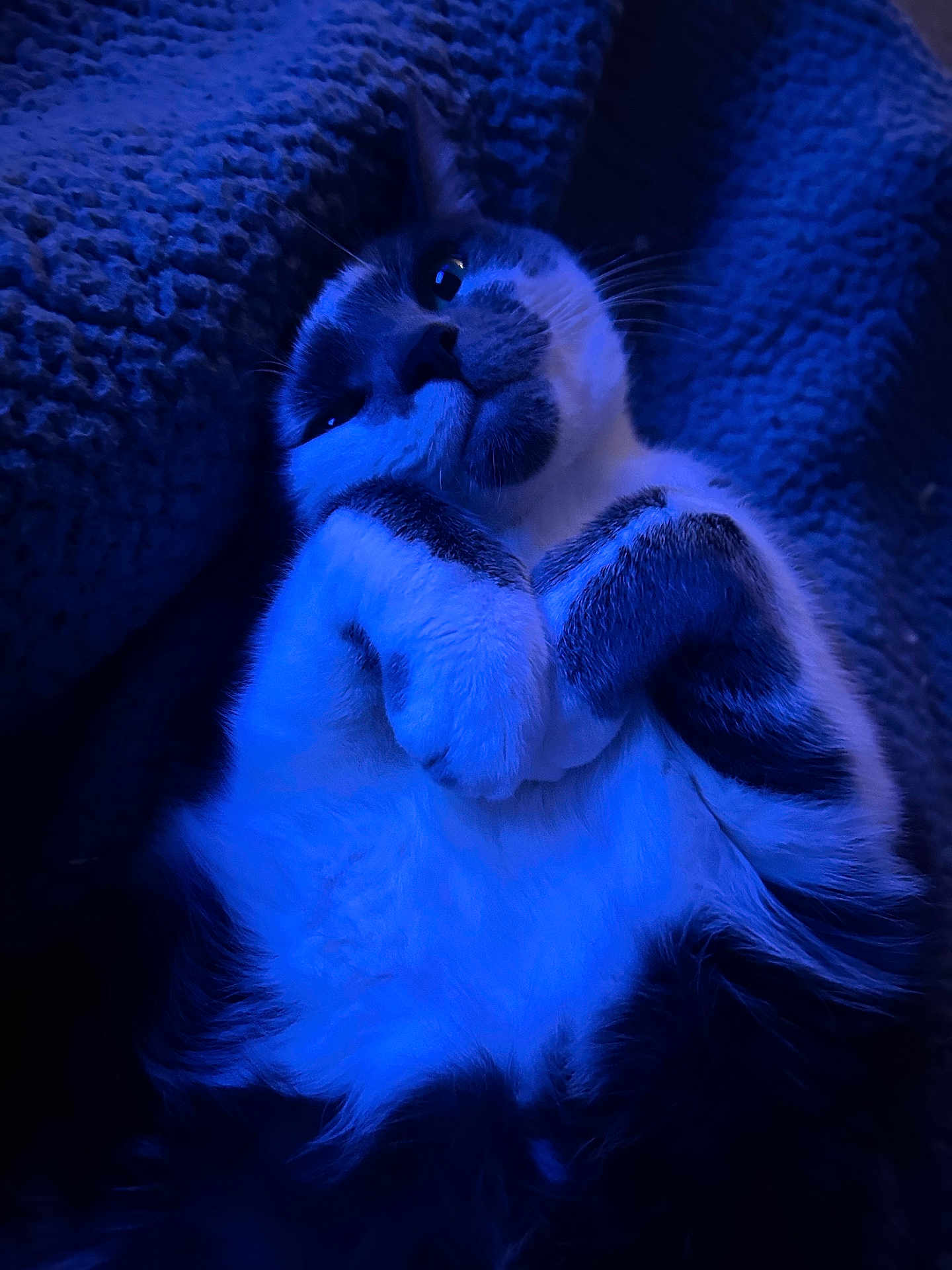 Millie is registered to the contest to win money with this photo: cat, pet, feline, sleepy, cozy, blanket, fur, whiskers, paws, indoor, closeup, relaxed, cute, animal, mammal, portrait, soft, texture, resting, blue_light