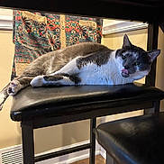 Millie is registered to the contest to win money with this photo: animal, black, cat, chair, cushion, feline, floor, furniture, gray, indoor, patterned_fabric, pet, playful, relaxed, resting, tile, tongue_out, vent, wall, white