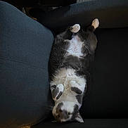 Millie is registered to the contest to win money with this photo: cat, gray_cat, white_cat, pet, indoor, furniture, chair, cushion, relaxed, lying_down, upside_down, fluffy, domestic_cat, cozy, carpet, home, animal, sleepy, paw, cute