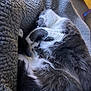Millie is registered to the contest to win money with this photo: animal, blanket, cat, comfort, cozy, curled_up, cute, fur, gray, indoor, nap, paws, pet, relaxed, resting, sleeping, soft, texture, whiskers, white