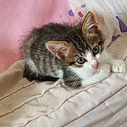 Azura participe au concours pour gagner de l'argent avec cette photo : kitten, cat, tabby, pet, animal, fur, whiskers, green_eyes, cute, sleeping_area, blanket, soft, indoor, resting, small, young, curious, feline, pink_background, white_background