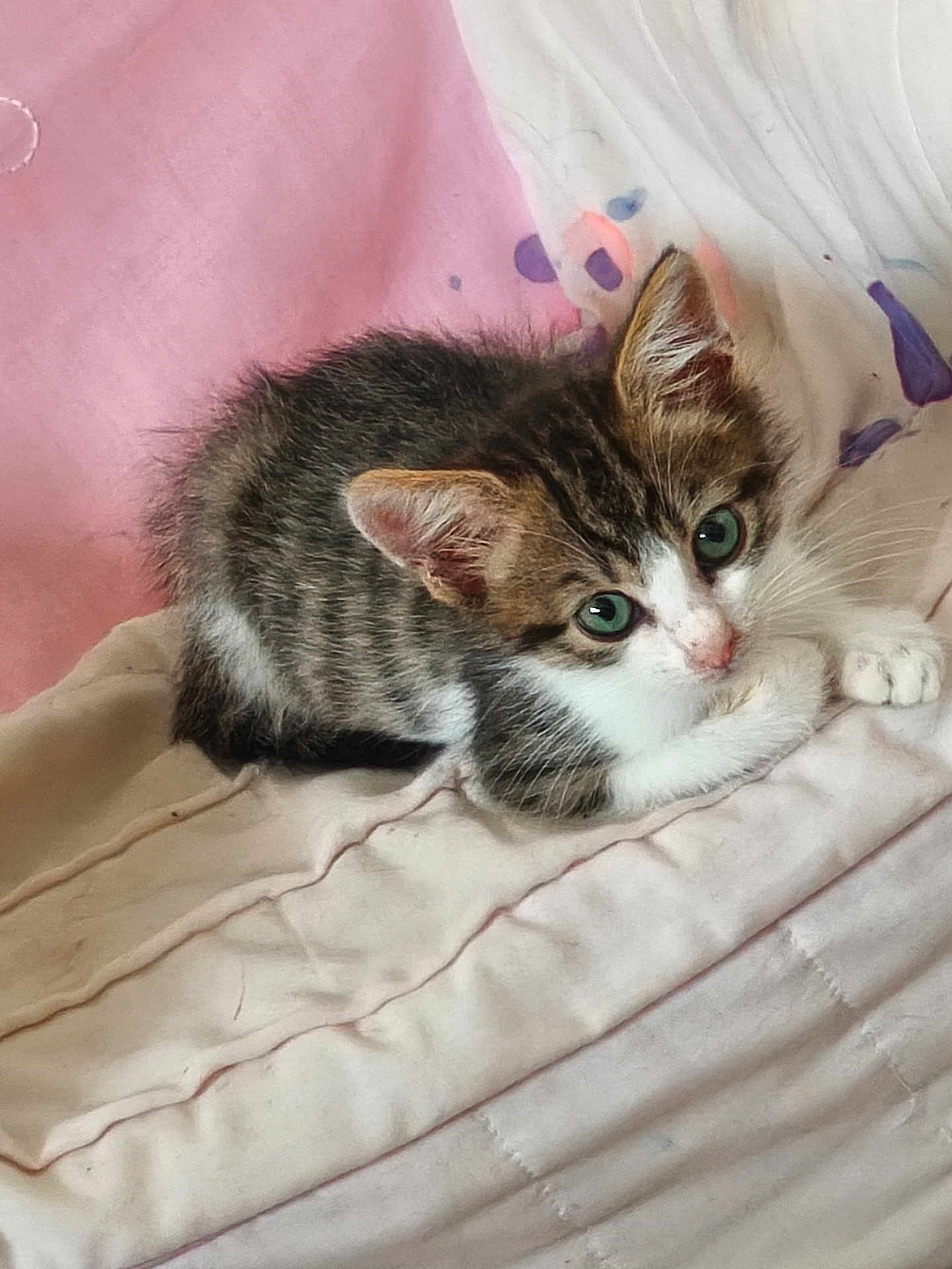 Azura participe au concours pour gagner de l'argent avec cette photo : kitten, cat, tabby, pet, animal, fur, whiskers, green_eyes, cute, sleeping_area, blanket, soft, indoor, resting, small, young, curious, feline, pink_background, white_background