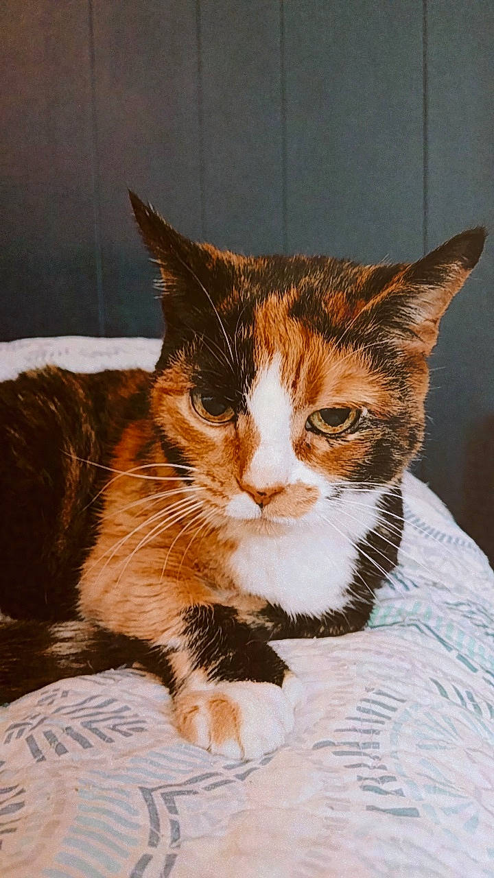 Bear is registered to the contest to win money with this photo: aegean_cat, american_wirehair, asian, carnivore, cat, domestic_short_haired_cat, european_shorthair, felidae, fur, german_rex, kitten, small_to_medium_sized_cats, tabby_cat, whiskers