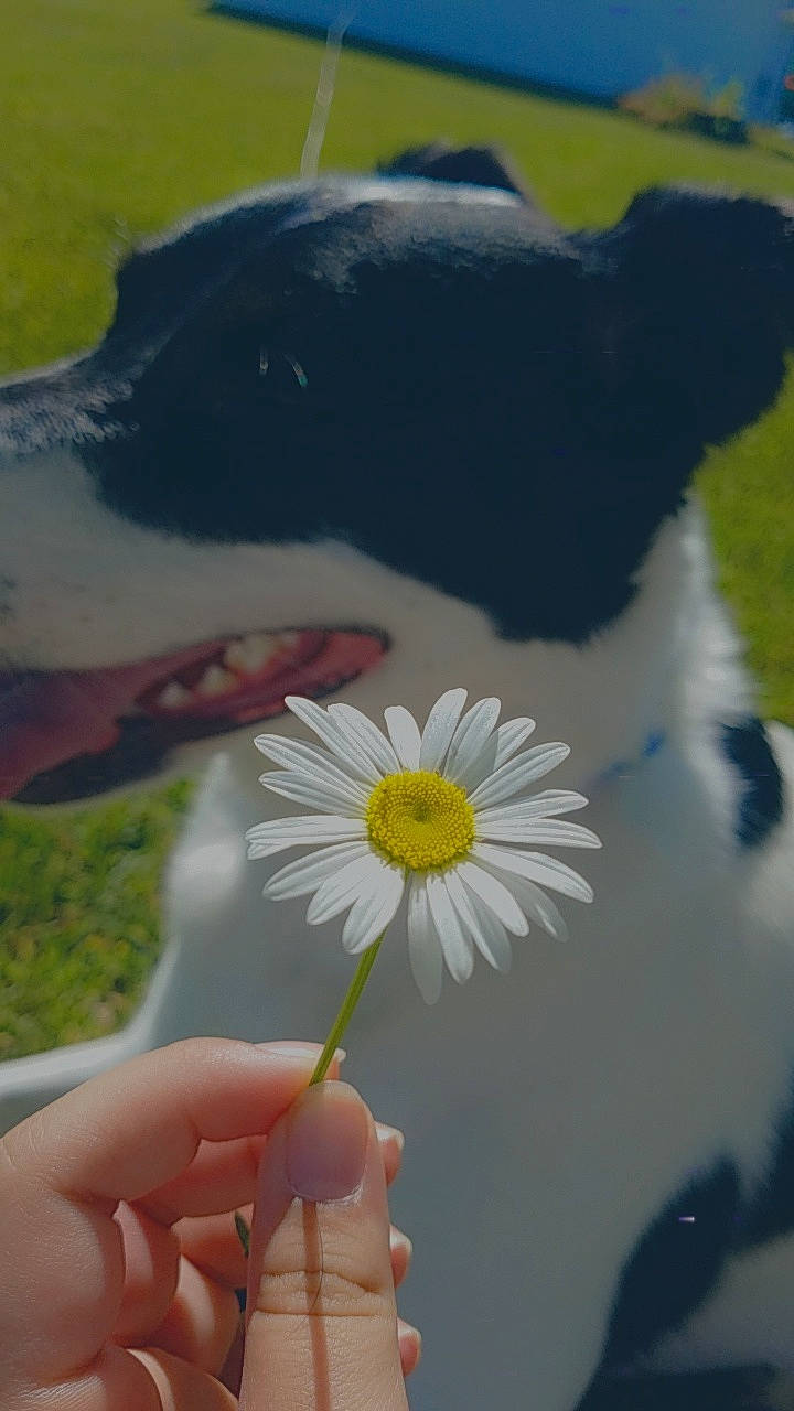 Jazzy is registered to the contest to win money with this photo: border_collie, canidae, daisy, daisy_family, flower, hand, petal, plant, wildflower