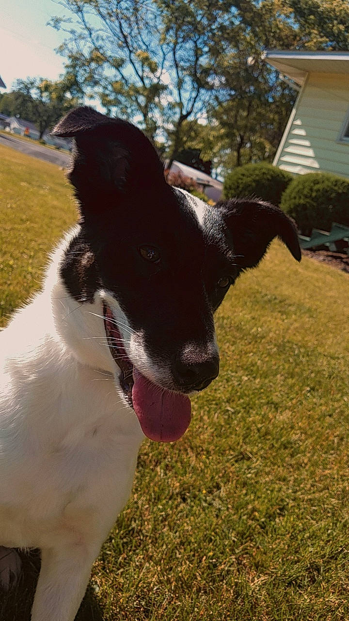 Jazzy is registered to the contest to win money with this photo: canidae, carnivore, dog, dog_breed, fox_terrier, goat, goats, mammal, sheep, smooth_fox_terrier, snout, sporting_group, vertebrate