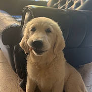 Ava participe au concours pour gagner de l'argent avec cette photo : animal, armchair, black_leather, cozy, cute, dog, domestic, floor, fluffy, furniture, golden_retriever, indoor, pet, puppy, sitting, smiling, sunlight, tile, window, young