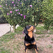 Olie participe au concours pour gagner de l'argent avec cette photo : dog, black_and_tan_dog, sitting, outdoors, garden, flowers, hibiscus, pink_flowers, purple_flowers, greenery, trees, grass, pebbles, nature, portrait, pet, animal, alert, looking_up, sunlight