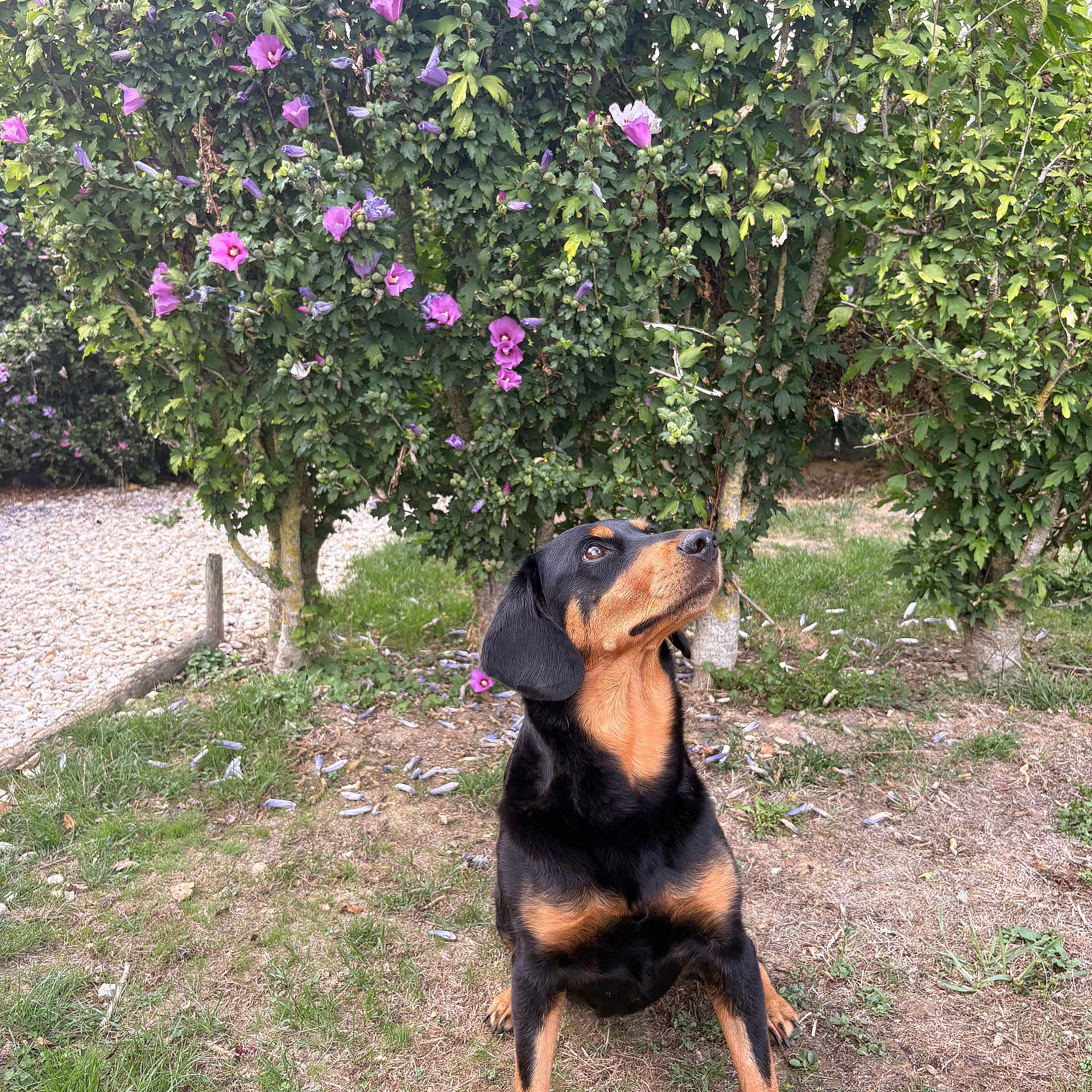 Olie participe au concours pour gagner de l'argent avec cette photo : dog, black_and_tan_dog, sitting, outdoors, garden, flowers, hibiscus, pink_flowers, purple_flowers, greenery, trees, grass, pebbles, nature, portrait, pet, animal, alert, looking_up, sunlight