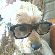 Max joined the competition — help win amazing prizes! dog, glasses, close_up, indoors, pet, canine, furry, muzzle, nose, eyes, fur, couch, home, living_room, curly_fur, accessory, portrait, cute, animal, domestic