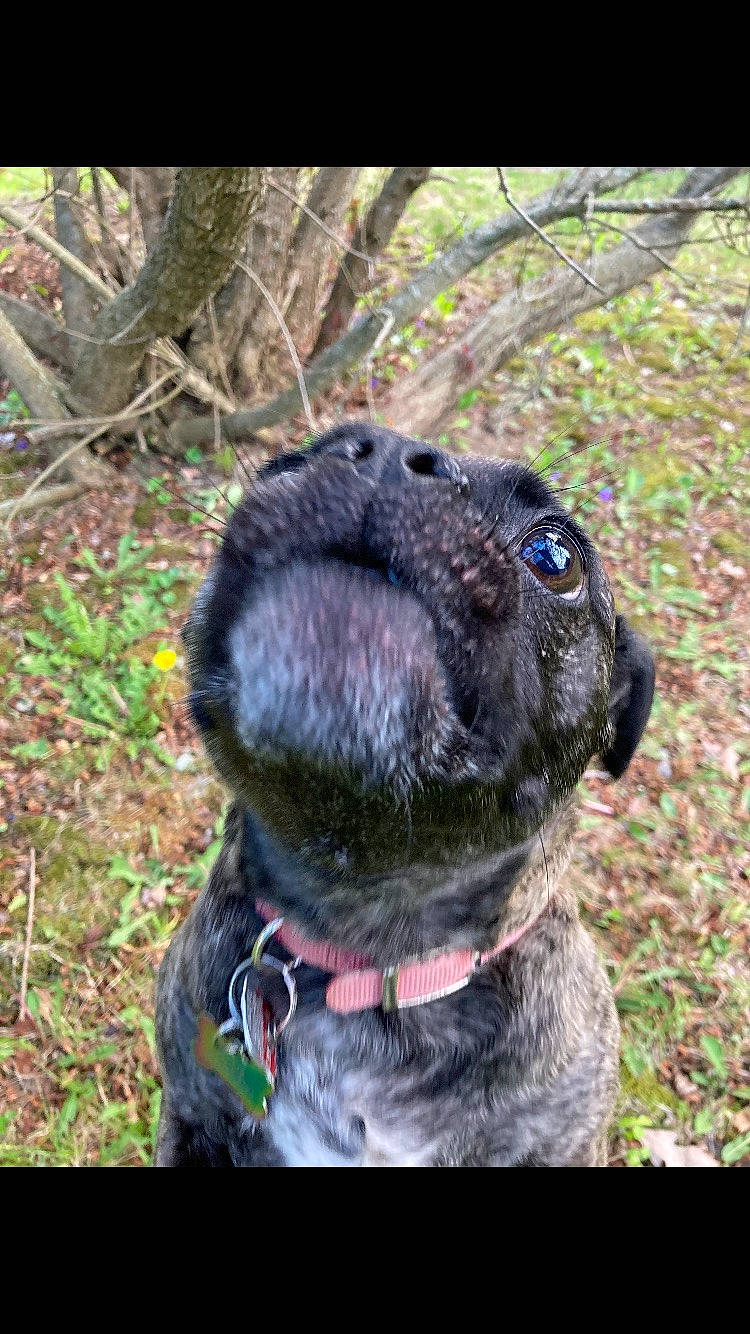 Roxy is registered to the contest to win money with this photo: carnivore, collar, companion_dog, dog, dog_breed, dog_collar, electric_blue, fawn, grass, leash, liver, pet_supply, plant, pug, snout, sporting_group, terrestrial_animal, whiskers, working_animal, wrinkle