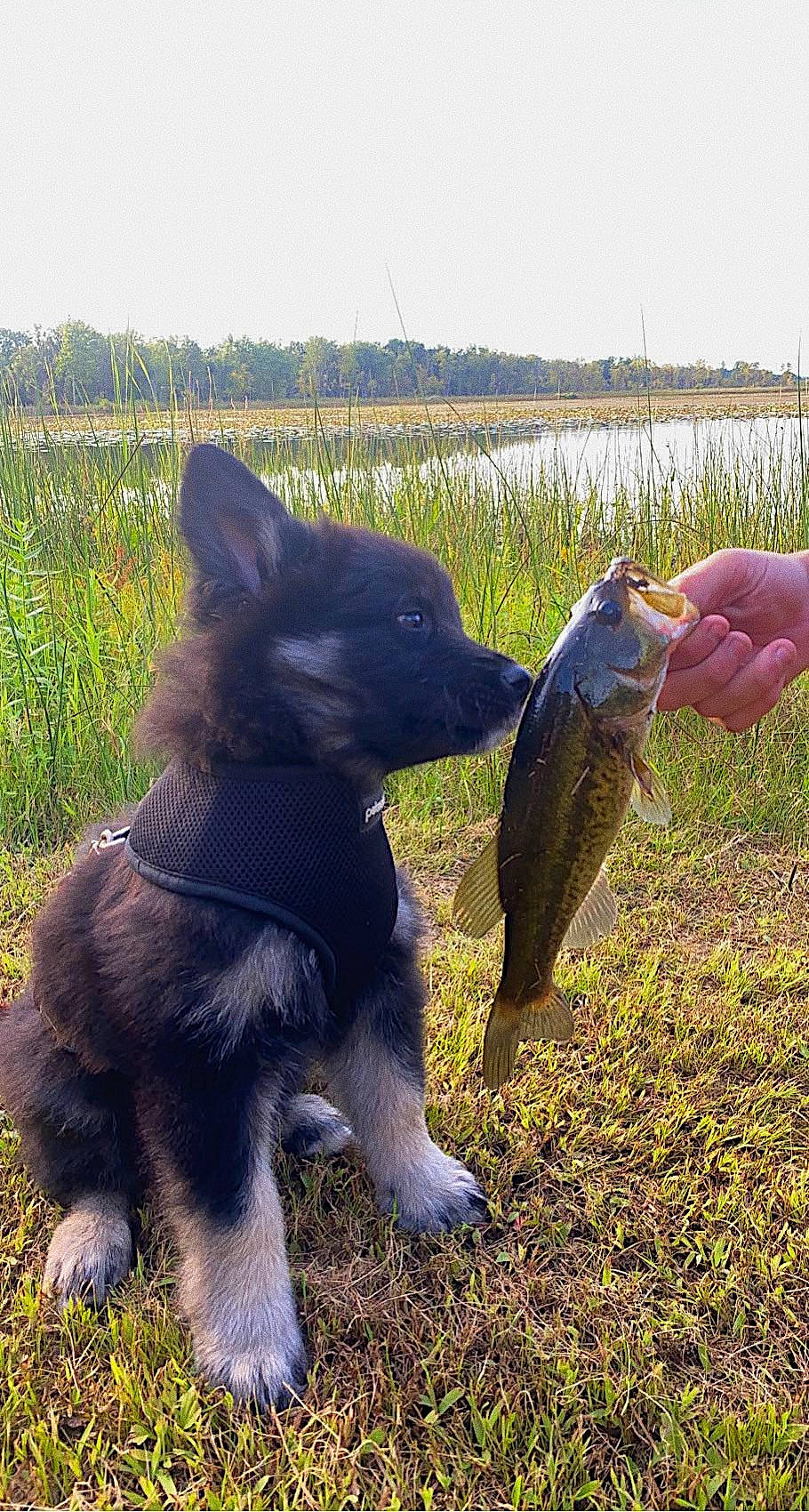 Myles joined the competition — help win amazing prizes! black_norwegian_elkhound, carnivore, companion_dog, dog, dog_breed, fin, fish, grass, herding_dog, lake, plant, recreation, sky, tail, terrestrial_animal, vertebrate, water, wildlife, working_animal, working_dog