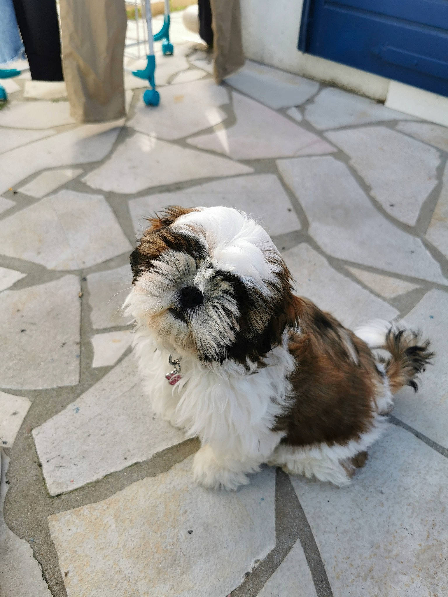 Tesla participe au concours pour gagner de l'argent avec cette photo : asphalt, blue, canidae, carnivore, companion_dog, dog, dog_breed, flooring, fur, liver, mal_shi, road_surface, shih_tzu, small_terrier, snout, sporting_group, tail, terrier, toy_dog, working_animal