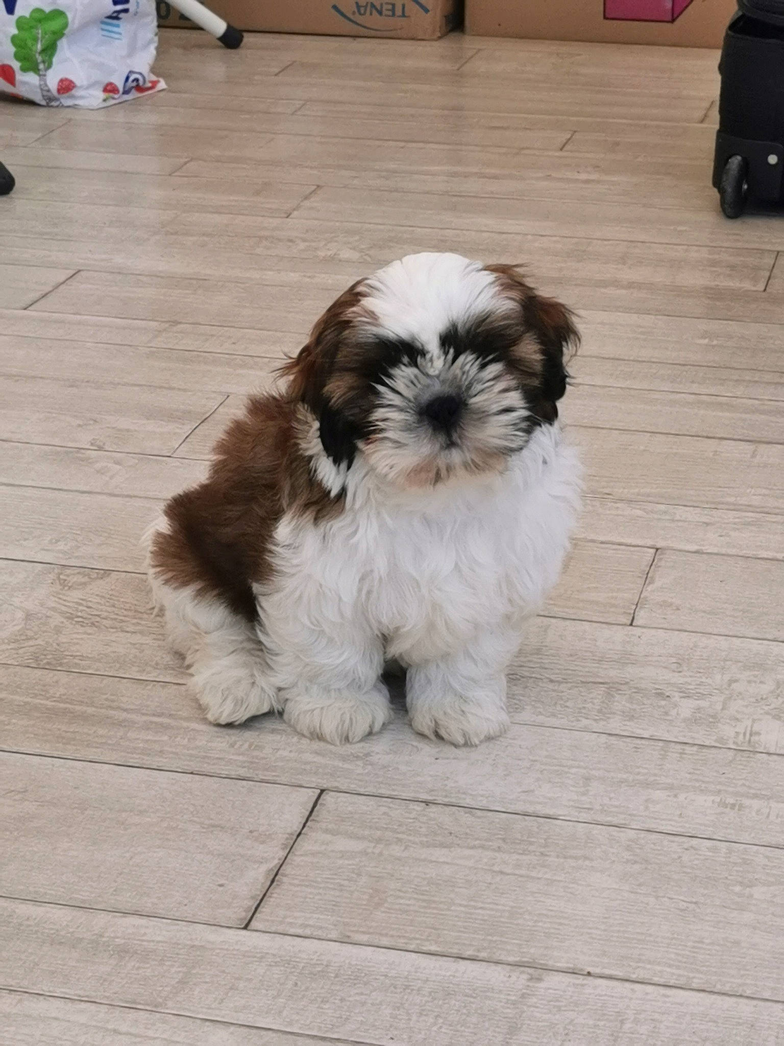 Tesla a rejoint le concours — aidez-le/la à gagner de superbes lots ! canidae, carnivore, companion_dog, dog, dog_breed, fawn, flooring, fur, hardwood, liver, luggage_and_bags, maltepoo, natural_material, shih_tzu, snout, sporting_group, tail, toy_dog, wood, working_animal