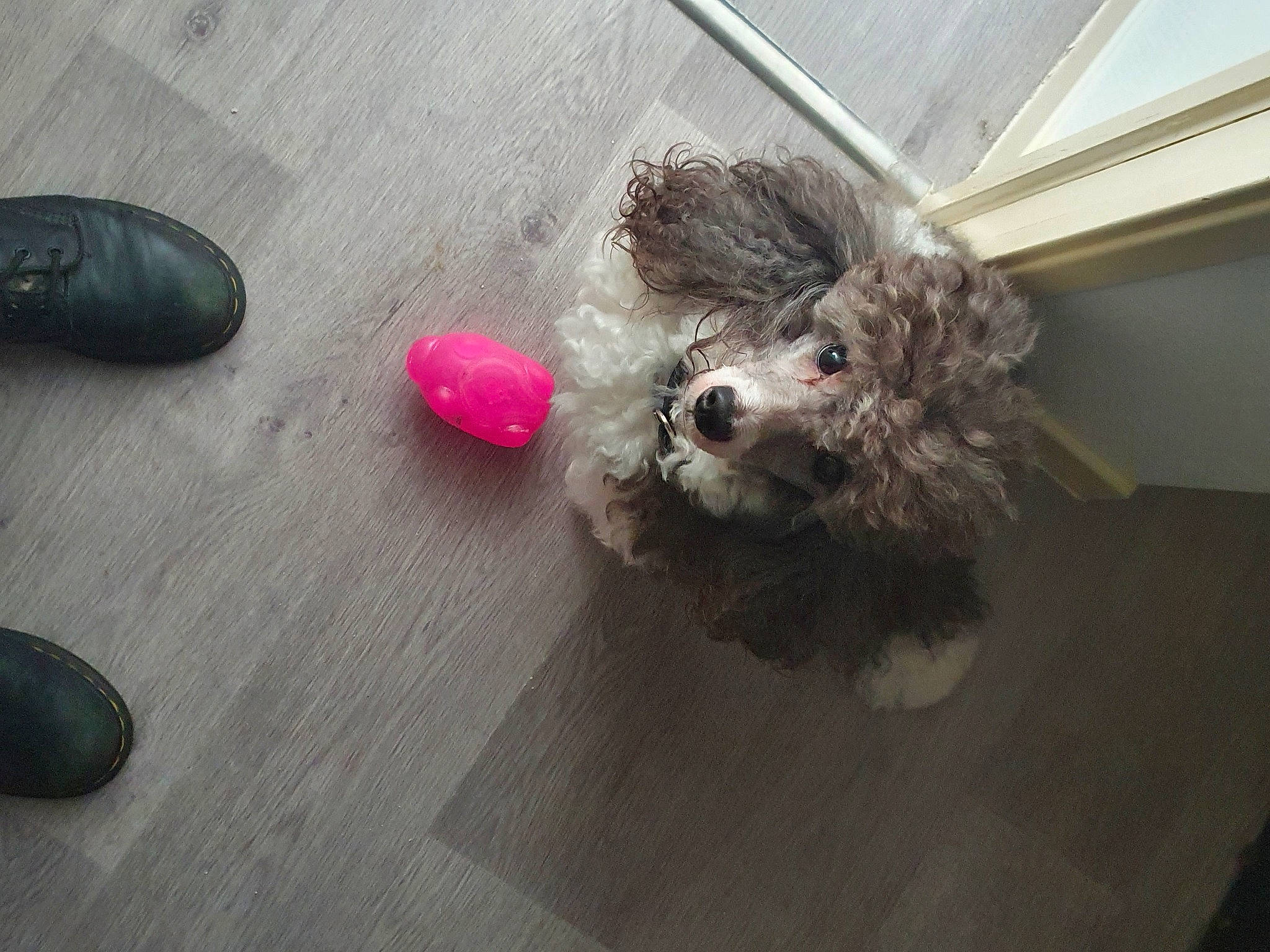 Os'Kar participe au concours pour gagner de l'argent avec cette photo : carnivore, companion_dog, dog, dog_breed, dog_clothes, dog_supply, floor, flooring, fur, paw, road_surface, small_terrier, sporting_group, stuffed_toy, tail, terrier, toy, toy_dog, whiskers, wood