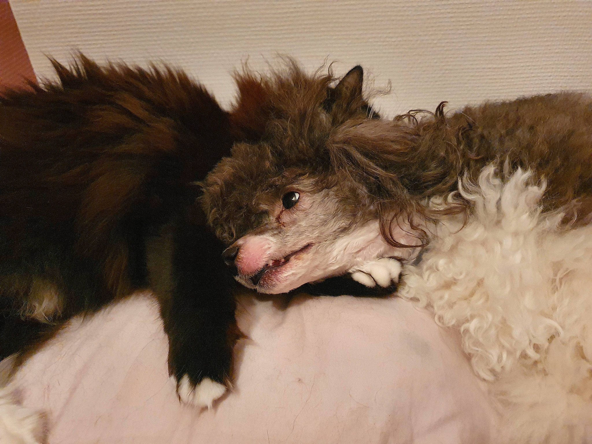 Os'Kar participe au concours pour gagner de l'argent avec cette photo : bat, canidae, carnivore, claw, companion_dog, dog_breed, fang, fawn, feather, felidae, fur, liver, sporting_group, tail, terrestrial_animal, terrier, toy, toy_dog, whiskers, working_animal