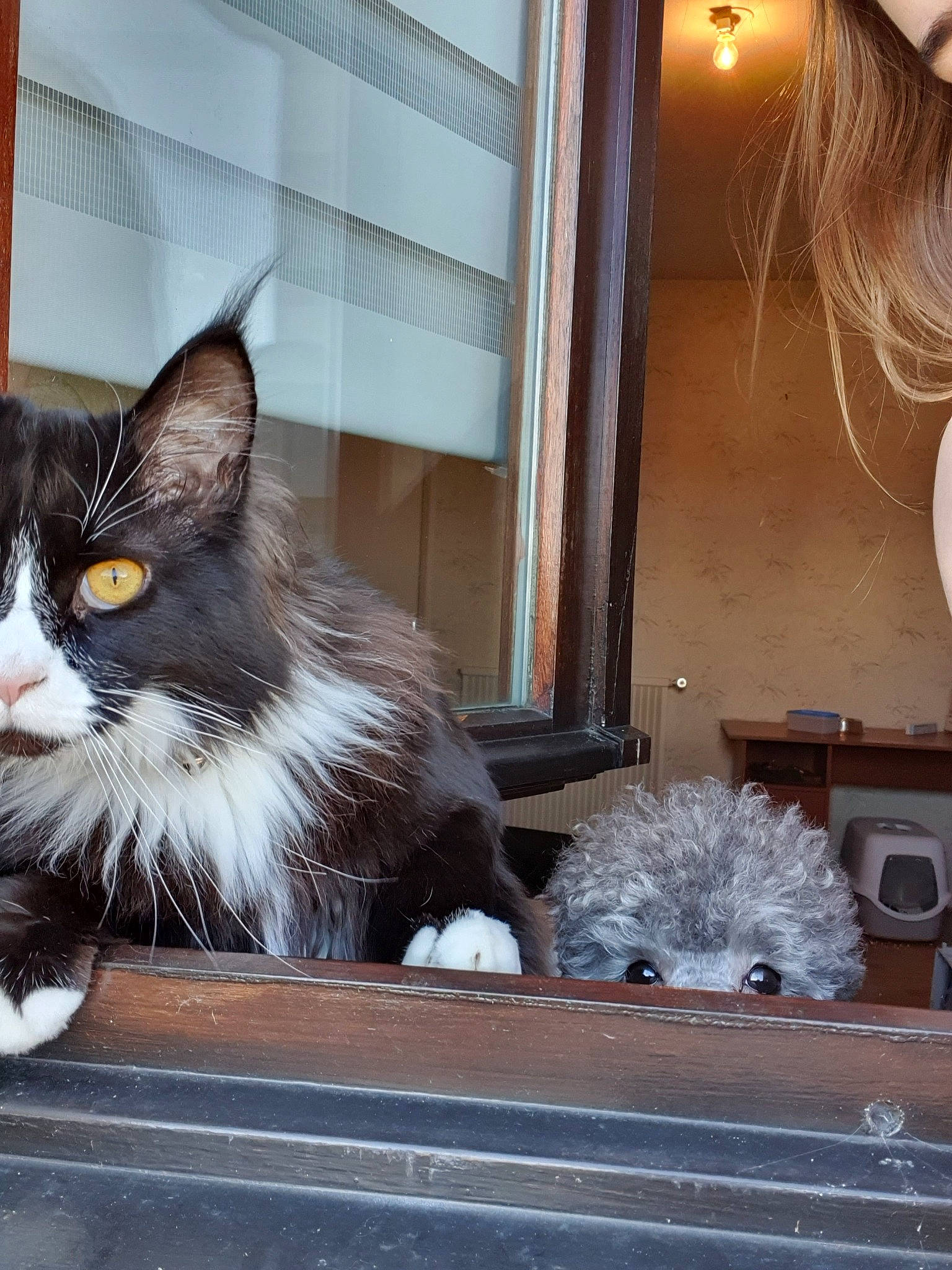 Tsuki participe au concours pour gagner de l'argent avec cette photo : british_longhair, british_semi_longhair, carnivore, cat, domestic_long_haired_cat, fawn, felidae, fur, maine_coon, mammal, norwegian_forest_cat, ragamuffin, small_to_medium_sized_cats, whiskers