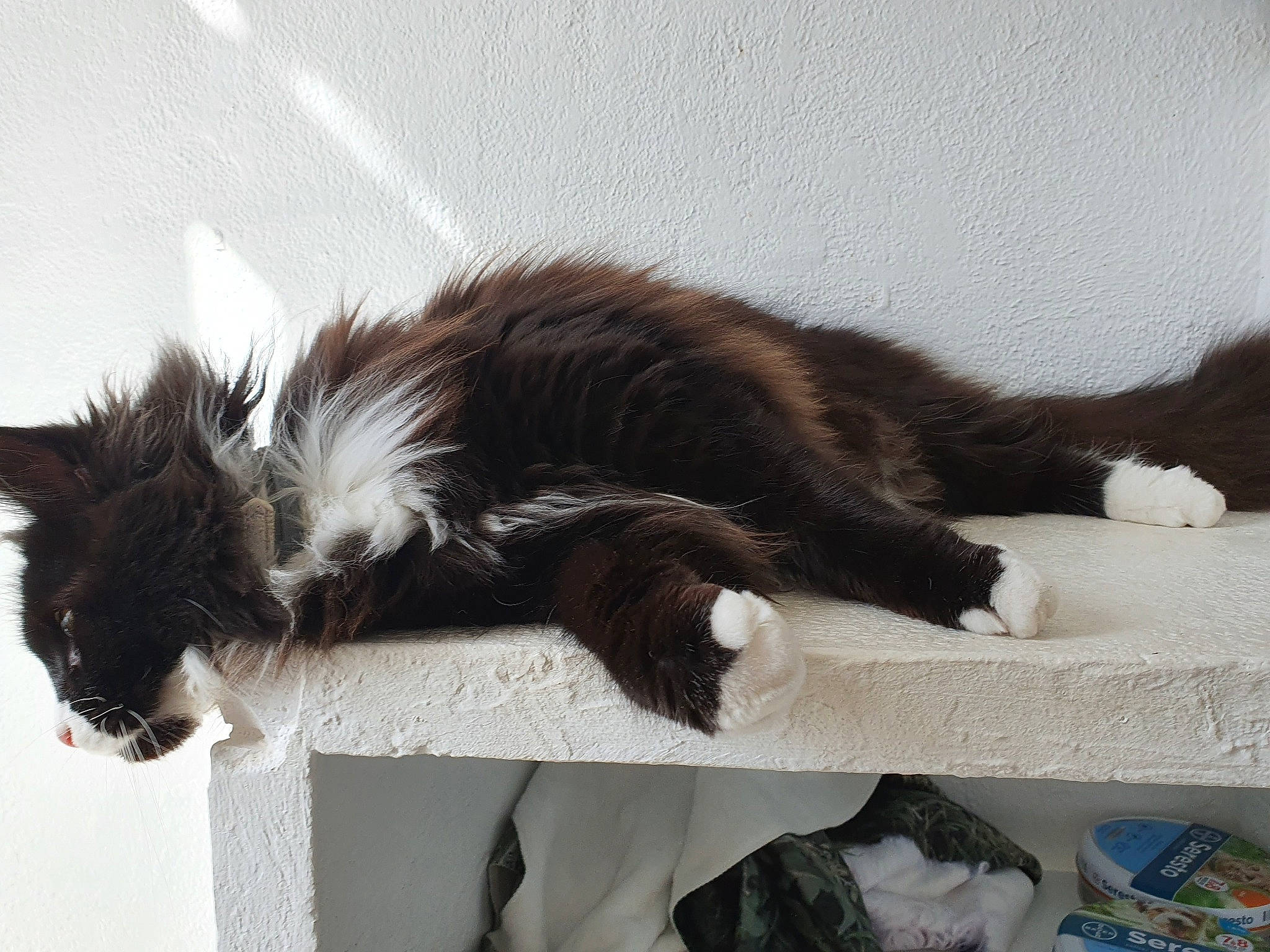 Tsuki participe au concours pour gagner de l'argent avec cette photo : carnivore, cat, felidae, fur, kitten, maine_coon, mammal, norwegian_forest_cat, small_to_medium_sized_cats, tail, whiskers