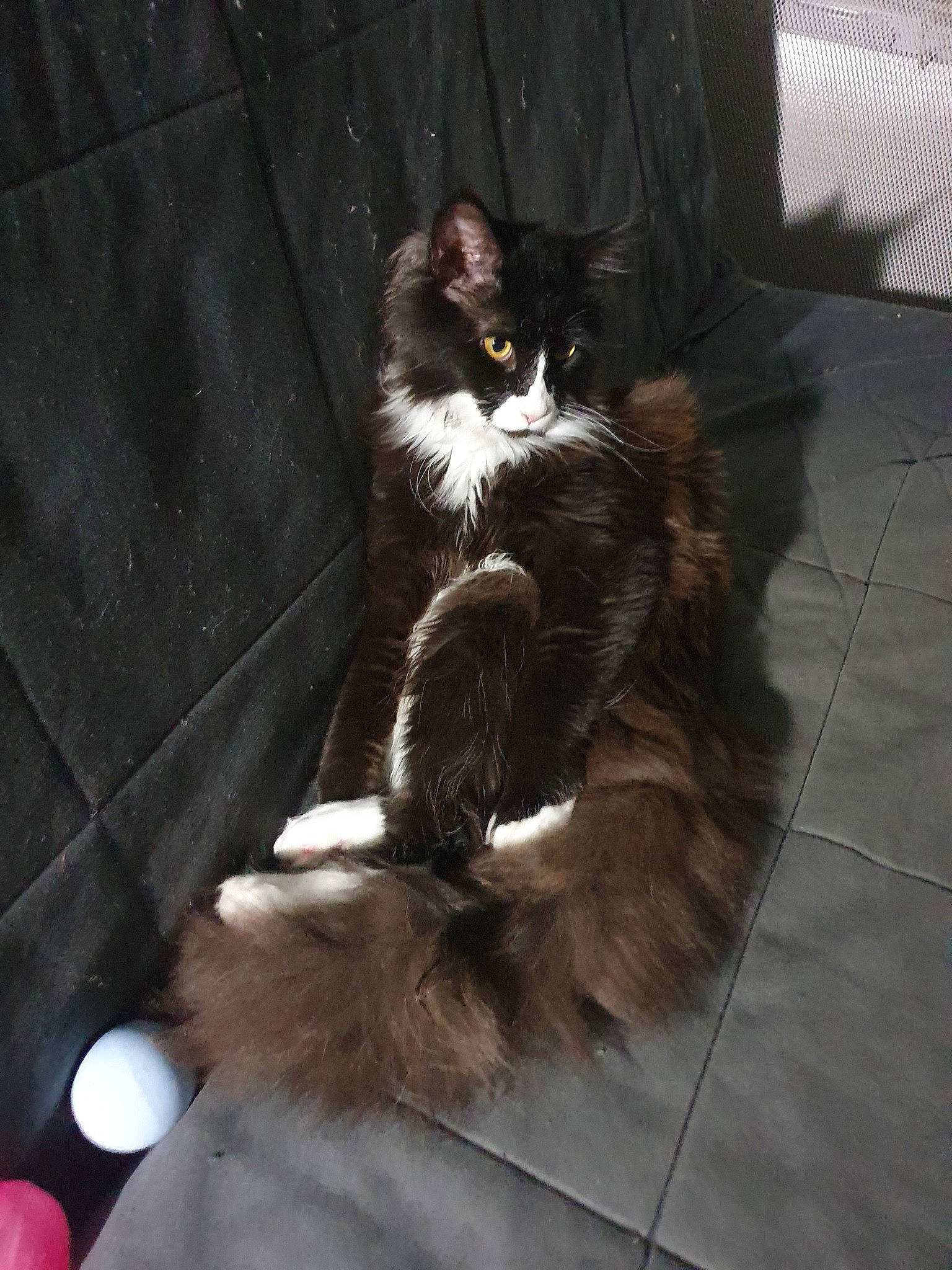 Tsuki a rejoint le concours — aidez-le/la à gagner de superbes lots ! american_curl, asian_semi_longhair, carnivore, cat, cymric, domestic_long_haired_cat, domestic_short_haired_cat, felidae, fur, kitten, maine_coon, mammal, norwegian_forest_cat, polydactyl_cat, ragamuffin, small_to_medium_sized_cats, snapshot, tail, whiskers