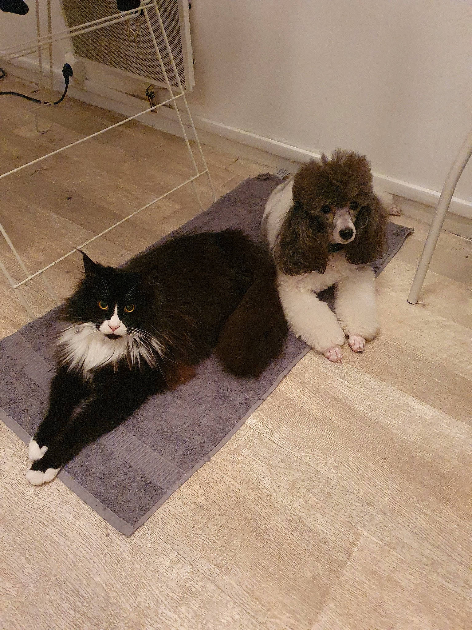 Tsuki participe au concours pour gagner de l'argent avec cette photo : canidae, carnivore, cat, companion_dog, dog, dog_breed, domestic_long_haired_cat, felidae, floor, fur, kitten, mammal, norwegian_forest_cat, persian, puppy, small_to_medium_sized_cats, snout, sporting_group, tail, whiskers