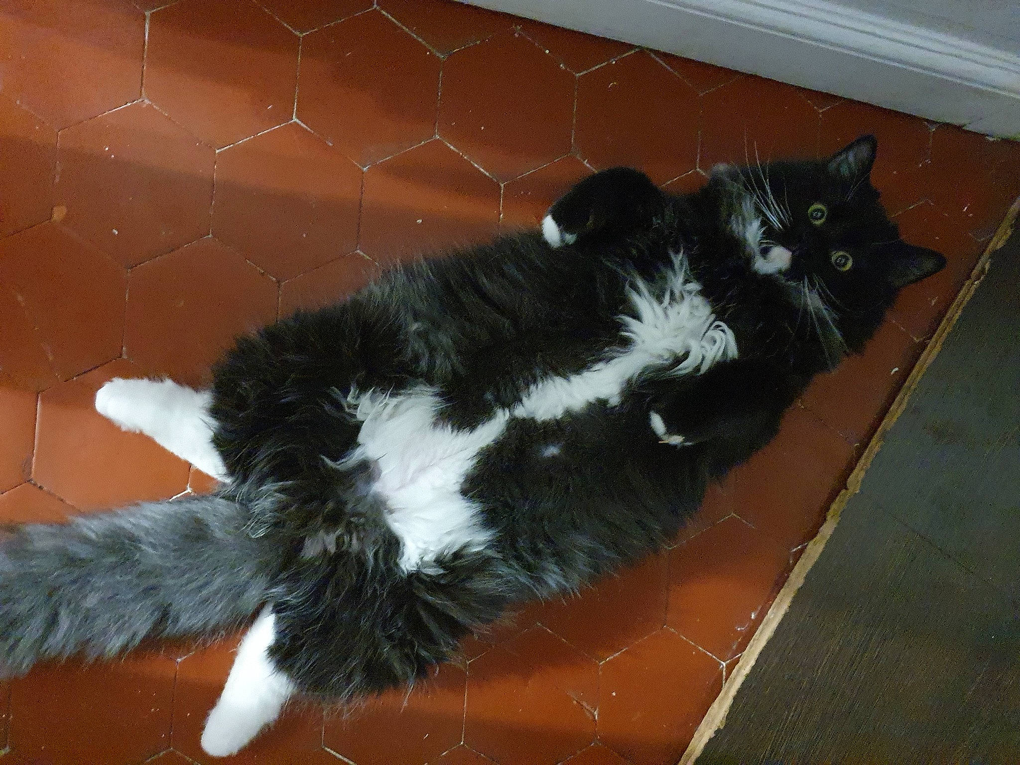 Ryu a rejoint le concours — aidez-le/la à gagner de superbes lots ! black_cat, carnivore, cat, claw, dog_breed, domestic_short_haired_cat, felidae, flooring, fur, hardwood, mesh, paw, small_to_medium_sized_cats, snout, tail, terrestrial_animal, whiskers, window, wire_fencing, wood