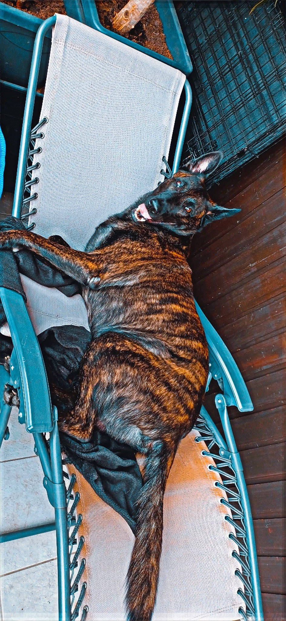 Tyron participe au concours pour gagner de l'argent avec cette photo : art, azure, blue, carmine, claw, costume, electric_blue, fawn, fictional_character, fur, human_leg, mammal, metal, rope, sculpture, snout, tail, terrestrial_animal, whiskers, wood