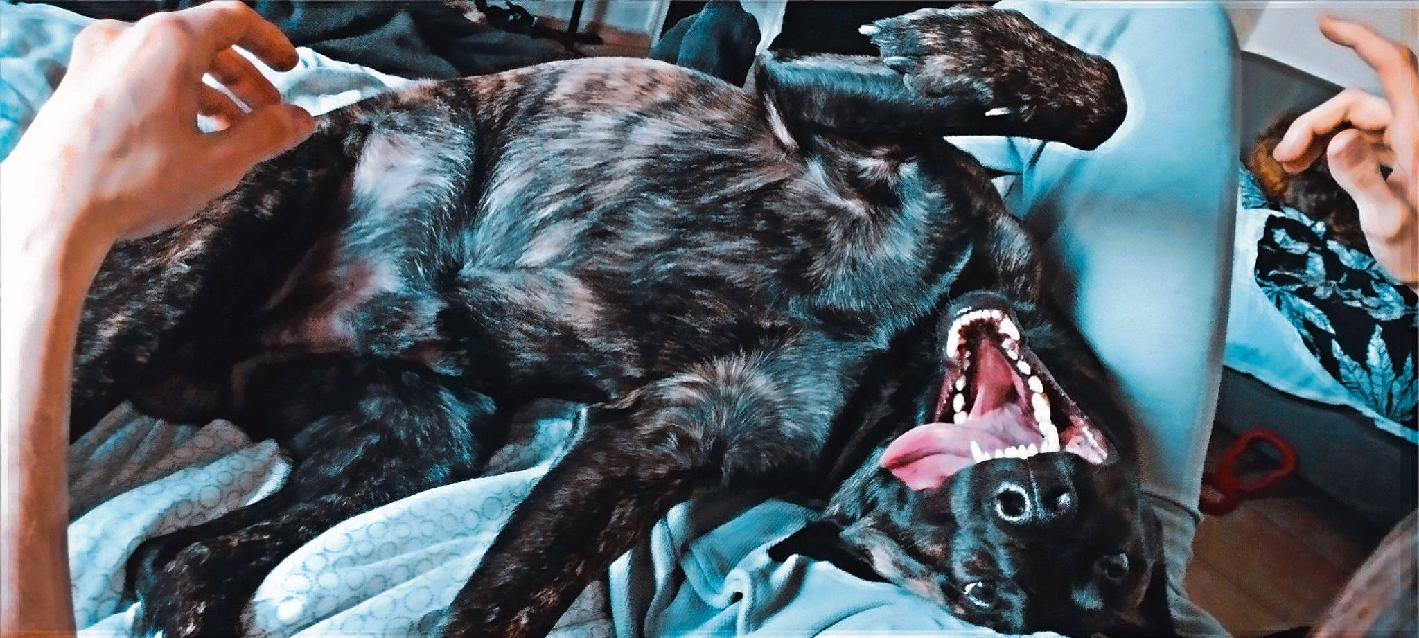 Tyron a rejoint le concours — aidez-le/la à gagner de superbes lots ! canidae, carnivore, claw, companion_dog, dog, dog_breed, fang, felidae, flesh, fur, liver, metal, small_to_medium_sized_cats, snout, sporting_group, tail, terrestrial_animal, whiskers, wildlife, working_animal