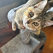 Chardonnay joined the competition — help win amazing prizes! animal, cat, cat_tree, close_up, collar, curious, cute, domestic, ears, eyes, feline, fur, home, indoor, pet, playing, soft_lighting, tabby, whiskers, wooden_floor