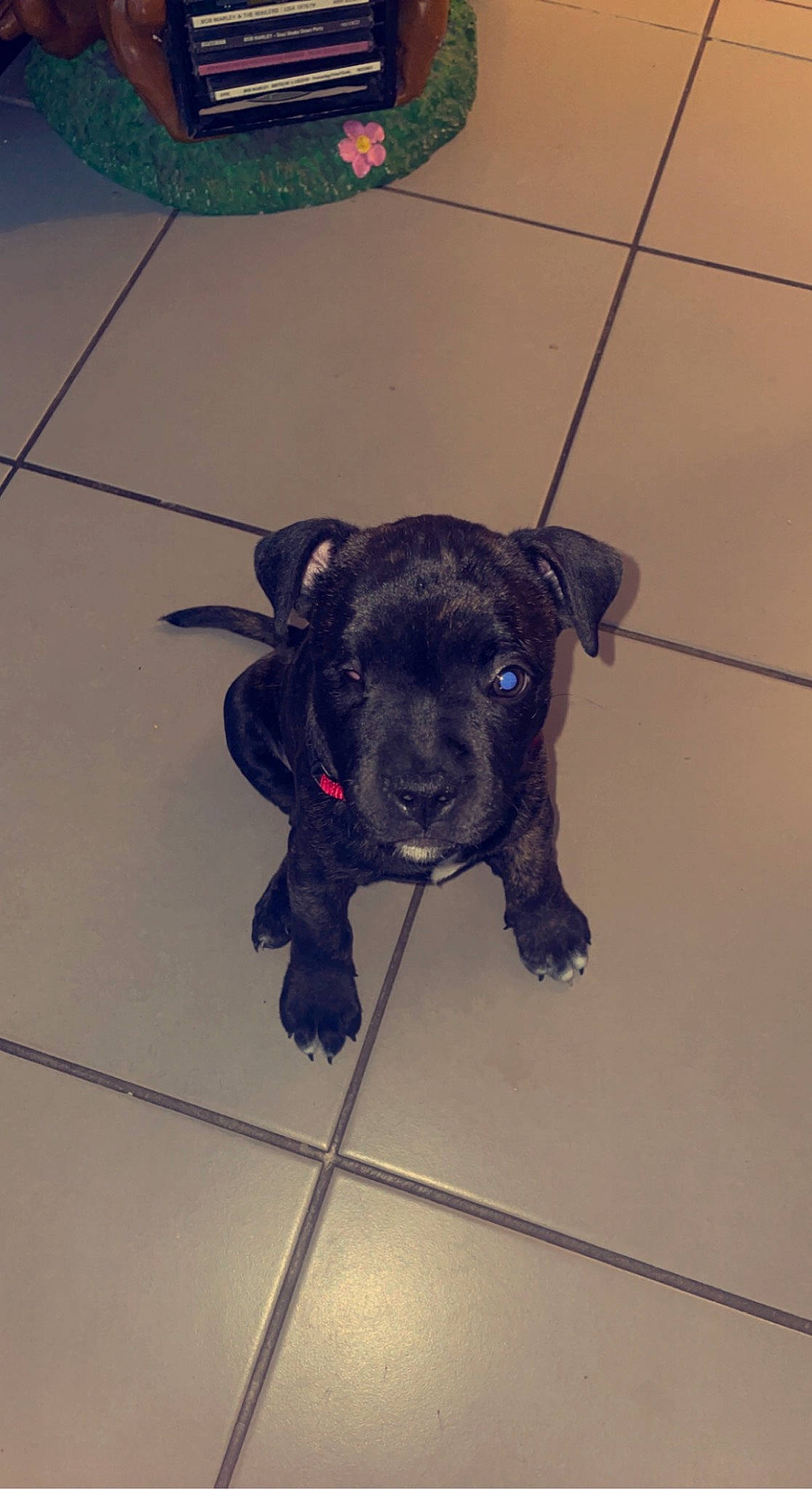 Naya a rejoint le concours — aidez-le/la à gagner de superbes lots ! borador, canidae, carnivore, companion_dog, dog, dog_breed, dog_collar, electric_blue, floor, flooring, fur, liver, paw, plant, shadow, tail, terrestrial_animal, tile, tile_flooring, working_animal