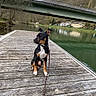 Astoria a rejoint le concours — aidez-le/la à gagner de superbes lots ! dog, leash, dock, river, bridge, water, outdoor, nature, trees, sky, cloudy, wood, animal, pet, canine, calm, landscape, village, reflection, quiet