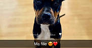 Astoria a rejoint le concours — aidez-le/la à gagner de superbes lots ! dog, pet, black_and_tan, sitting, indoors, wooden_floor, ears, looking_at_camera, portrait, animal, cute, companion, affection, domestic, canine, young_dog, flooring, collar, attention, indoor_lighting