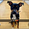 dog, pet, black_and_tan, sitting, indoors, wooden_floor, ears, looking_at_camera, portrait, animal, cute, companion, affection, domestic, canine, young_dog, flooring, collar, attention, indoor_lighting