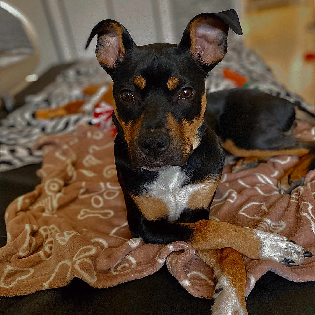 Astoria a rejoint le concours — aidez-le/la à gagner de superbes lots ! dog, pet, blanket, indoor, relaxed, lying_down, canine, ears_up, crossed_paws, animal, cute, fur, brown, black, white, portrait, home, comfort, looking_at_camera, domestic