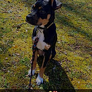 Astoria a rejoint le concours — aidez-le/la à gagner de superbes lots ! dog, animal, outdoor, grass, leash, pet, nature, sunlight, shadow, black, tan, collar, sitting, cute, moss, ground, ears, eyes, adorable, daytime