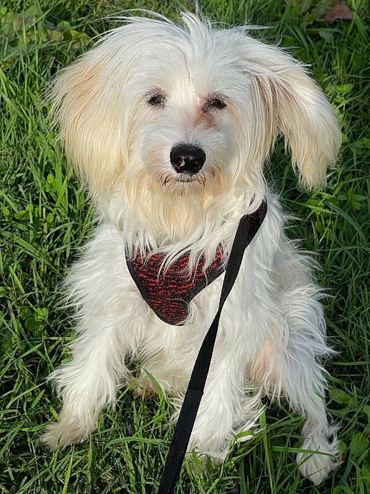 Willow a rejoint le concours — aidez-le/la à gagner de superbes lots ! ancient_dog_breeds, carnivore, cockapoo, companion_dog, dog, dog_breed, dog_collar, dog_supply, grass, happy, plant, puppy_love, small_terrier, sporting_group, terrier, toy_dog, working_animal