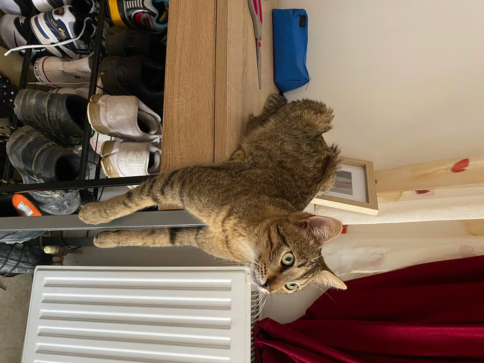 Swen participe au concours pour gagner de l'argent avec cette photo : automotive_tire, boot, carnivore, cat, comfort, couch, domestic_short_haired_cat, felidae, fur, machine, outdoor_shoe, room, shelf, shelving, small_to_medium_sized_cats, tail, tire, vehicle, whiskers, wood