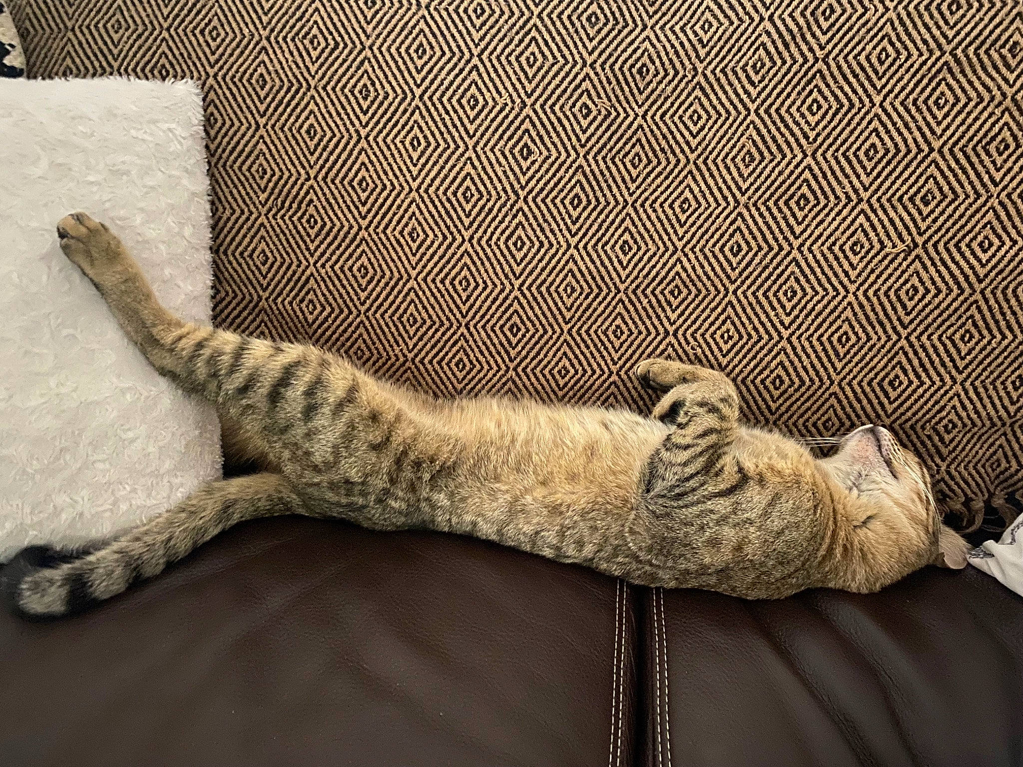 Swen a rejoint le concours — aidez-le/la à gagner de superbes lots ! carnivore, cat, claw, comfort, couch, domestic_short_haired_cat, fawn, felidae, flooring, foot, fur, grey, human_leg, linens, pattern, paw, room, small_to_medium_sized_cats, tail, wood